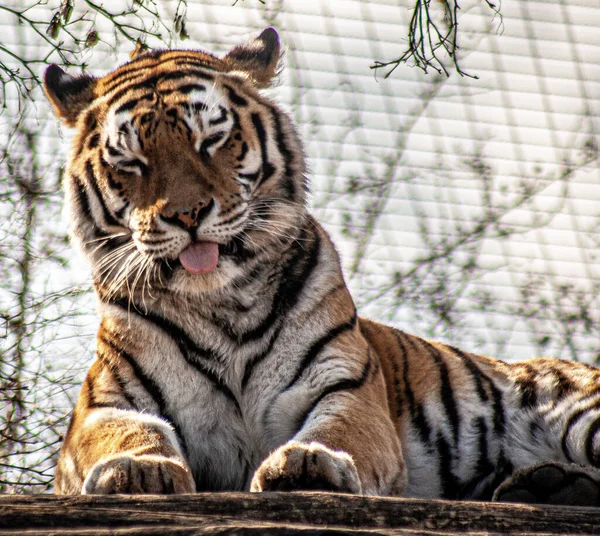 Portrait Mignon Tigre Bengale Couché Sur Sol Sous Lumière Soleil — Photo