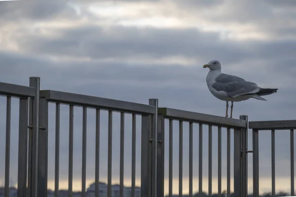 Uma Gaivota Empoleirada Corrimão Contra Céu Sombrio Por Sol — Fotografia de Stock