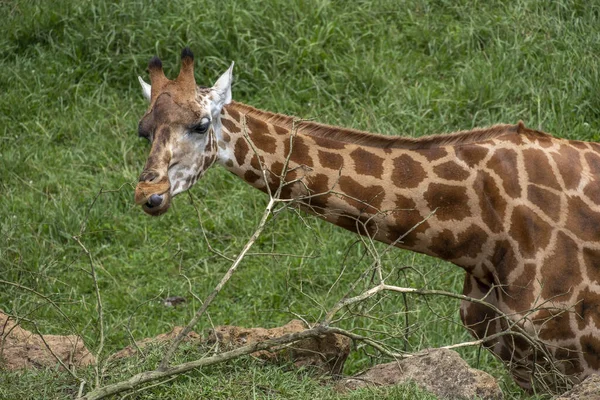 Portrait Une Girafe Dans Parc Naturel Cabarceno Espagne — Photo