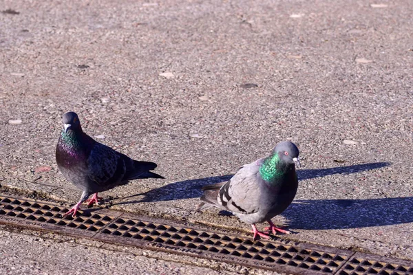 Two Cute Pigeons Standing Resting Ground Street Sunny Day — Stock Photo, Image