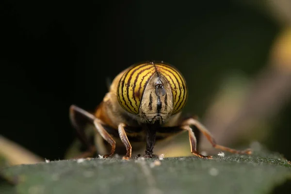 Pruhový Dron Eristalinus Taeniops Sedící Zelených Listech — Stock fotografie