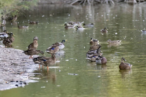 一群褐色的鸭子在湖中游泳 — 图库照片