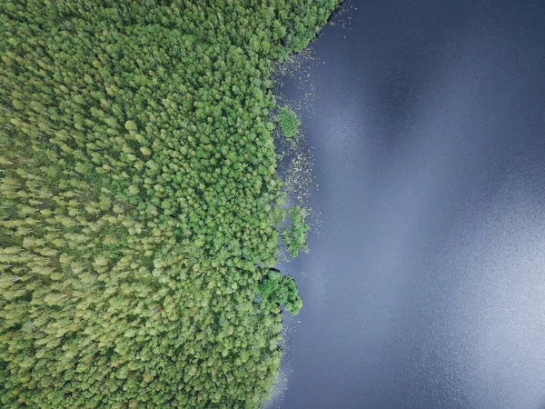 Flygfoto Över Sjö Och Skog Skog Sjö Omgiven Gröna Tallar — Stockfoto