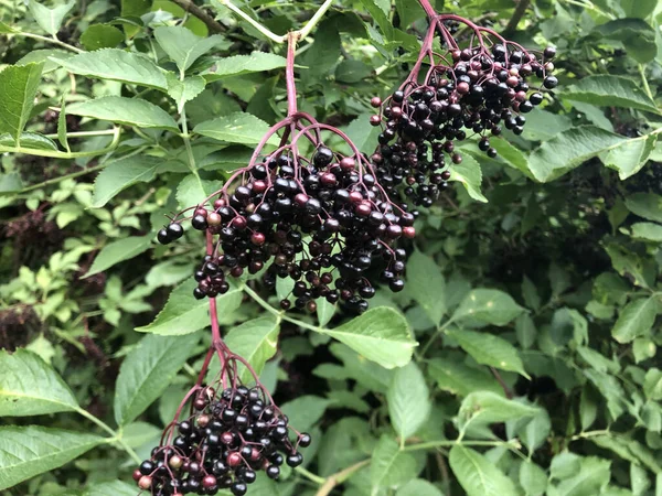 Selective Focus Shot Elderberry Shrub Small Berries Green Leaves — Stock Photo, Image