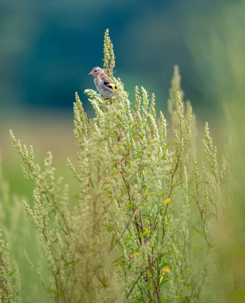 長い尾をしたローズフィンチの鳥の垂直ショットが植物の上に倒れた — ストック写真