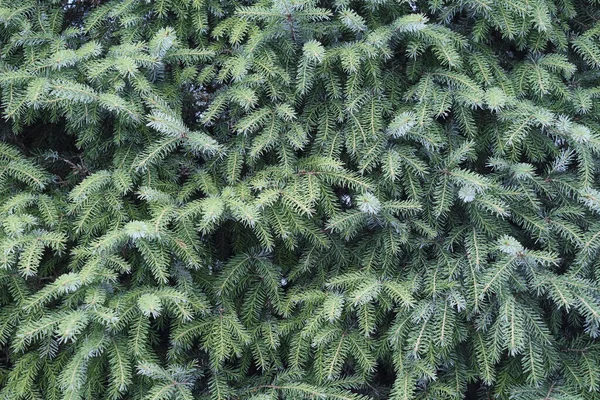 Closeup Shot Pine Tree Branches — Stock Photo, Image