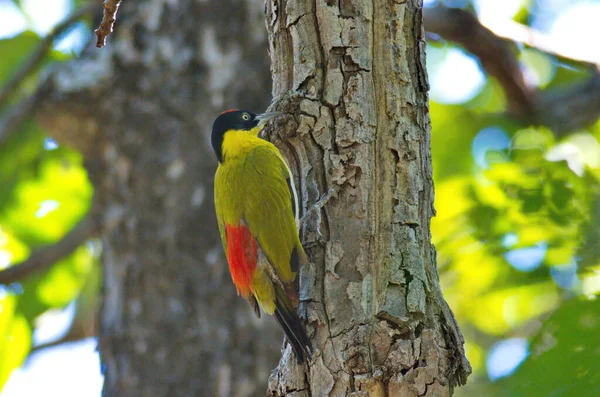 Black Headed Woodpecker Climbing Feeding Dry Dipterocarp Tree — Stock Photo, Image