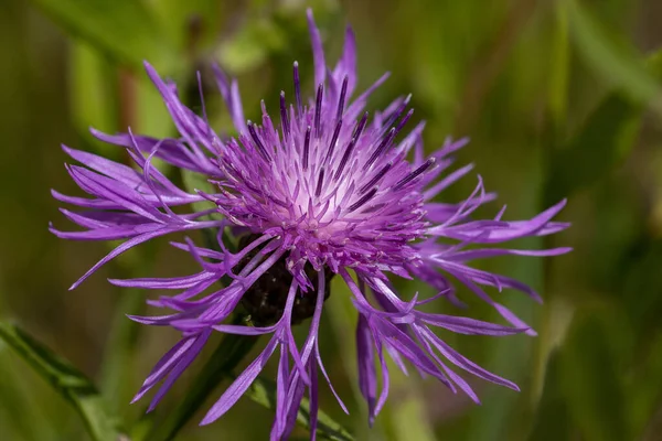 Closeup Shot Blossom Purple Knapweed Green Background — Stock Photo, Image