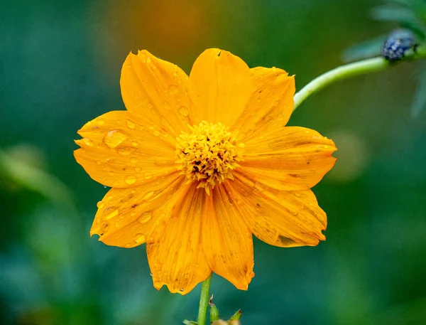 Closeup Shot Yellow Cosmos Flower Covered Raindrops Blurred Background — Stock Photo, Image