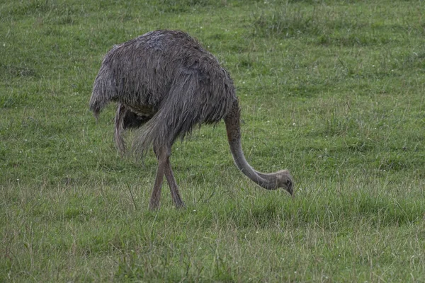 Autruche Dans Parc Naturel Cabarceno Espagne — Photo