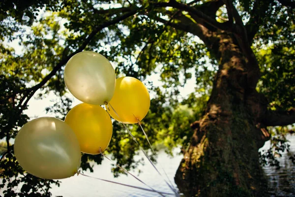 Яскраві Жовті Кульки Фоні Дерева — стокове фото