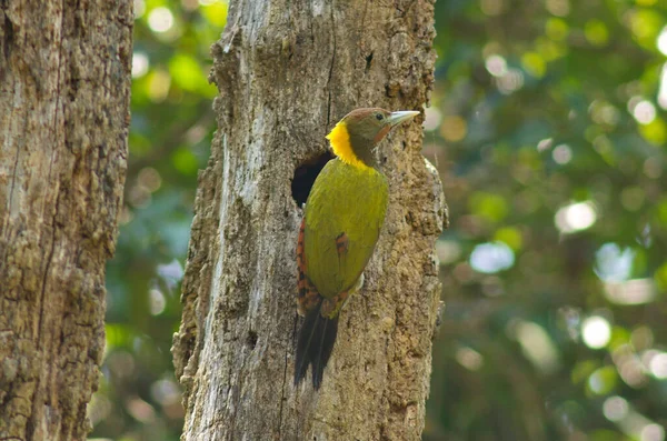 Větší Žlutý Šíji Datel Pták Krmení Kojenecké Ptáky Hnízdě — Stock fotografie