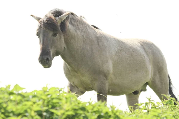 Sebuah Gambar Sudut Rendah Dari Kuda Putih Hijau — Stok Foto
