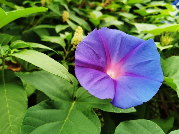 Close Uma Flor Roxa Jardim Durante Dia — Fotografia de Stock