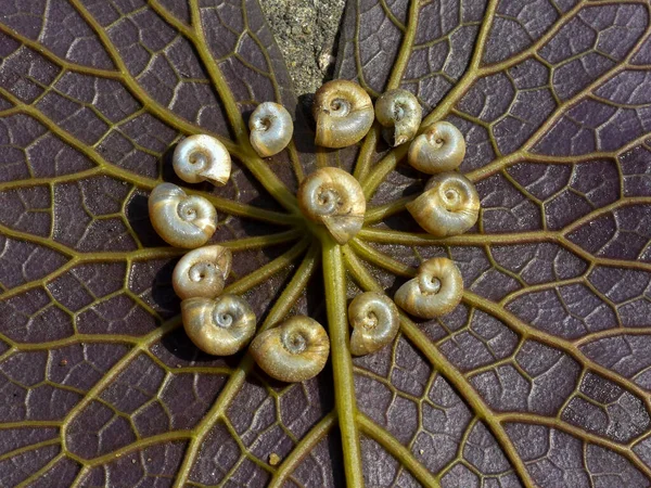 Plan Rapproché Coquilles Escargot Dans Cadre Branches Ornementales — Photo