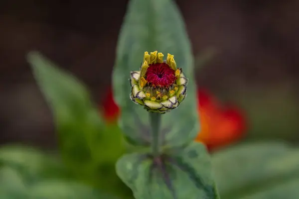 Eine Nahaufnahme Einer Zinnia Blütenknospe Auf Verschwommenem Hintergrund — Stockfoto