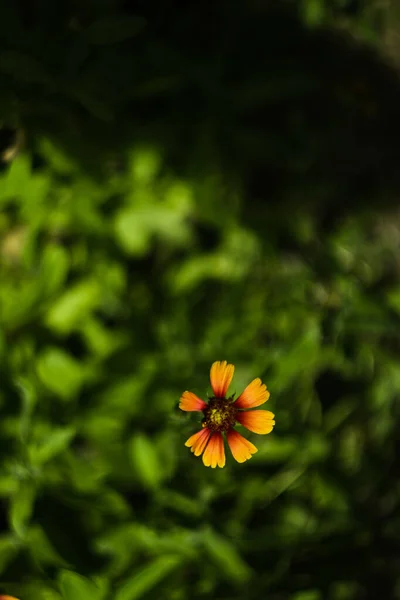 Close Uma Flor Com Fundo Borrado — Fotografia de Stock