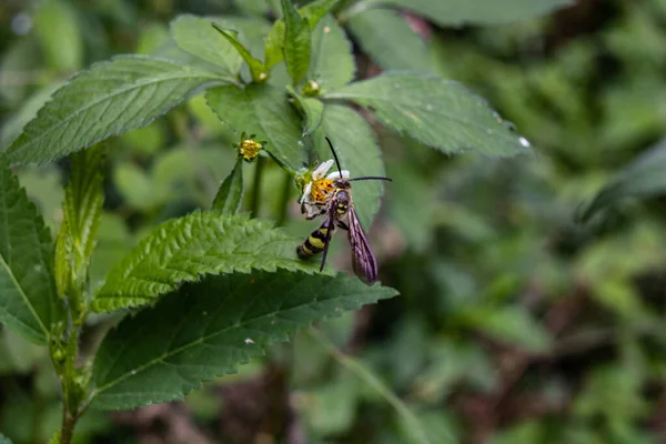 Мальовничий Вигляд Бджоли Квітці Розмитому Тлі — стокове фото