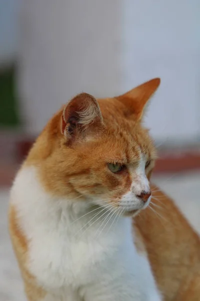 Een Verticaal Schot Van Een Gember Kat Starend Met Zijn — Stockfoto