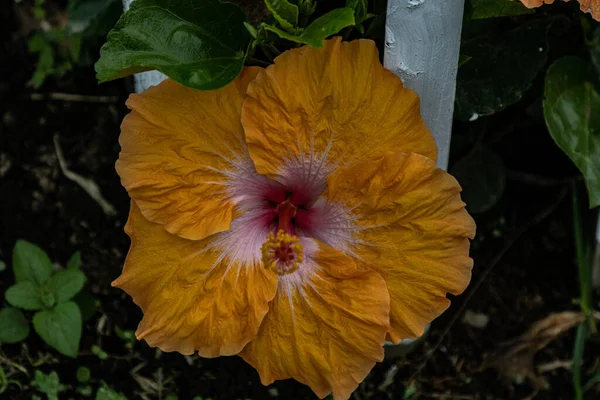 Zbliżenie Ujęcie Pomarańczowego Hibiskusa Kwiatu Ogrodzie — Zdjęcie stockowe