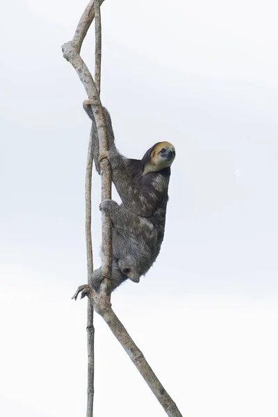 Eine Vertikale Aufnahme Eines Pygmäen Dreizehenfaultiers Ast — Stockfoto