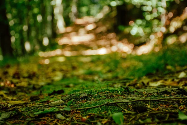 森の中の湿った地面に緑の葉 — ストック写真