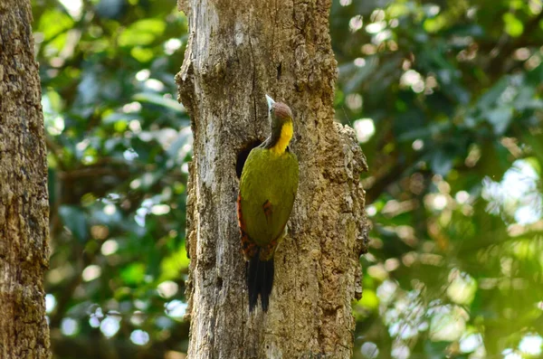 Pájaro Carpintero Nuca Amarilla Mayor Alimentando Las Aves Bebé Nido —  Fotos de Stock