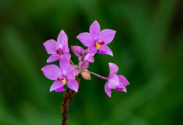 Närbild Bild Vackra Cooktown Orkidéer Suddig Bakgrund — Stockfoto
