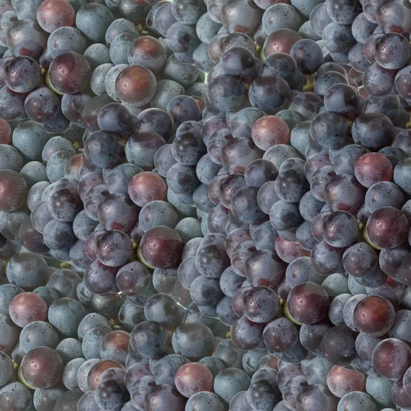 Primer Plano Muchas Uvas Púrpuras Deliciosas — Foto de Stock