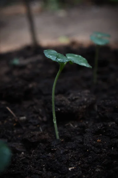 Вертикальний Вибірковий Фокус Рослини Росте Грунті — стокове фото