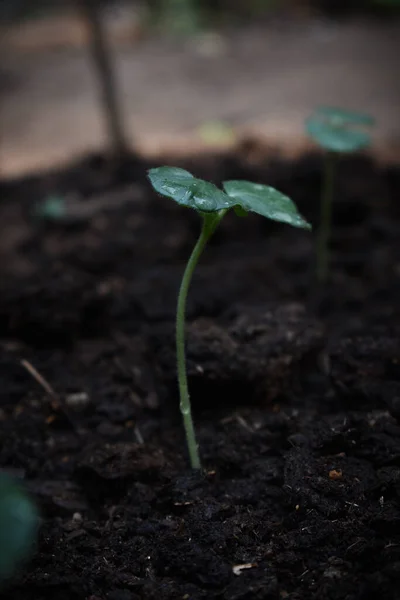 Tiro Seletivo Vertical Foco Uma Planta Recém Florescendo Casa Que — Fotografia de Stock