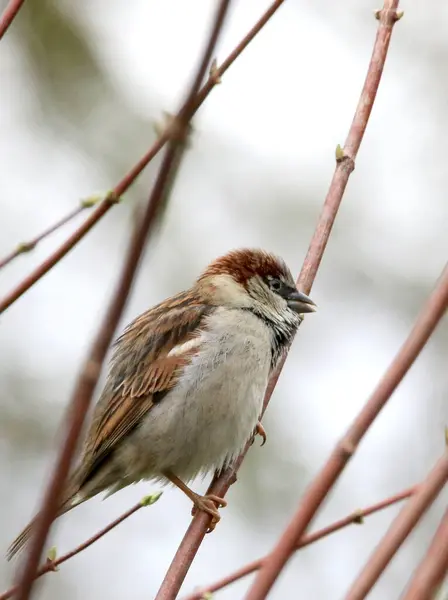 Plan Sélectif Moineau Perché Sur Une Branche — Photo