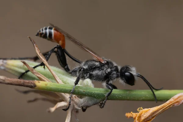 Közelkép Vörös Sávos Homokdarazsról Ammophila Sabulosa — Stock Fotó