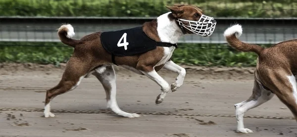 Panoráma Felvétel Kutyák Szájkosaras Fut Versenyen — Stock Fotó