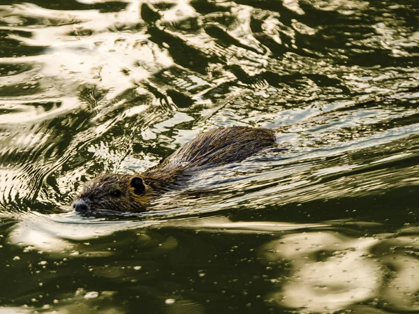 Coypu Közelsége Más Néven Nutria Egy Nagy Növényevő Félvízi Rágcsáló — Stock Fotó