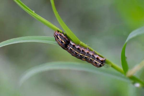 Een Close Shot Van Een Worm Een Plant — Stockfoto