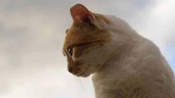 Een Close Shot Van Een Schattige Kat Met Een Wazige — Stockfoto