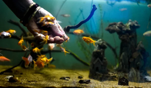 Eine Hand Versucht Einen Fisch Einem Aquarium Halten — Stockfoto