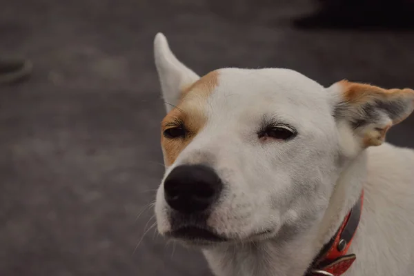 Close Cão Branco Com Uma Coleira Fivela Livre Com Fundo — Fotografia de Stock