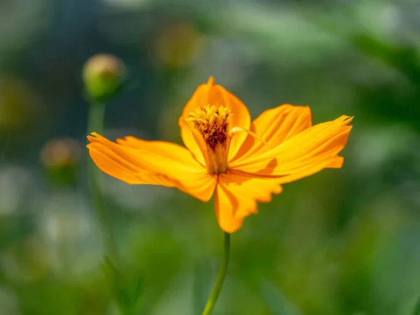 Detailní Záběr Oranžové Kosmos Květiny Rozmazaném Pozadí — Stock fotografie