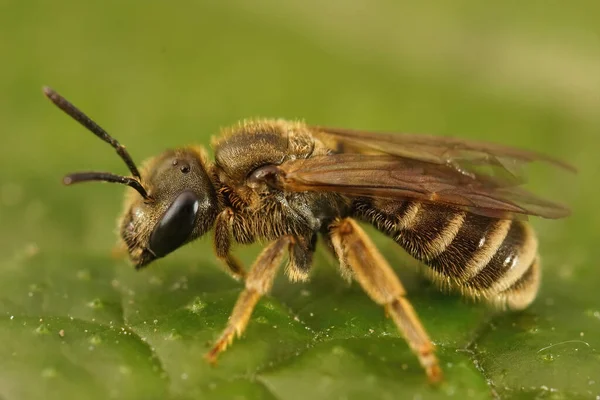 Yeşil Yapraklı Halictus Tumulorum Adında Bronz Renkli Dişi Bir Arıya — Stok fotoğraf