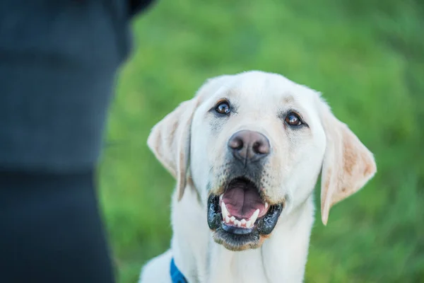 フィールド上の愛らしいラブラドール犬 — ストック写真