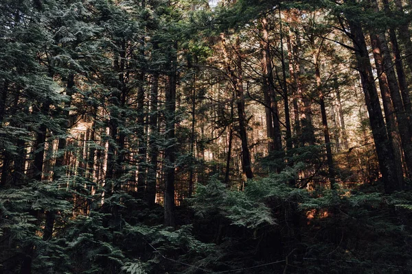 Krajina Tvrdého Lesa Pokrytá Zelení Denního Světla — Stock fotografie