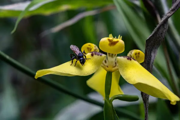 Primer Plano Insecto Posado Sobre Una Flor Orquídea Amarilla Sobre —  Fotos de Stock