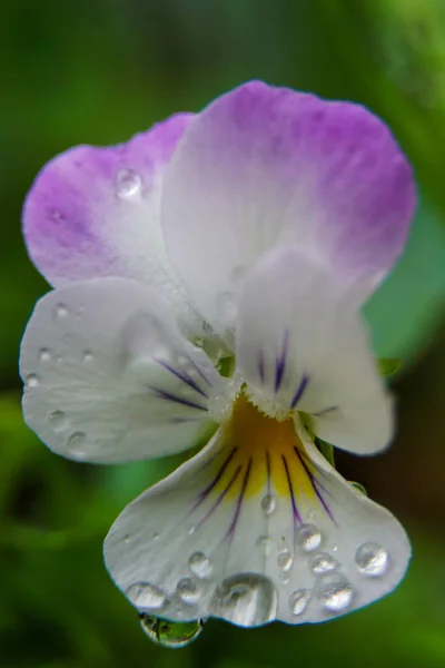 Vertical Shot Dewy Pansy — Stock Photo, Image
