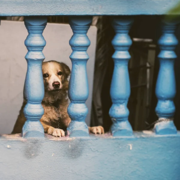 Ένα Κοντινό Πλάνο Ενός Χαριτωμένου Σκύλου Που Κοιτάζει Μέσα Από — Φωτογραφία Αρχείου