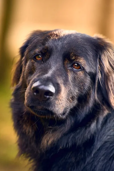 Tiro Close Vertical Focinho Preto Bonito Leonberger Parque — Fotografia de Stock