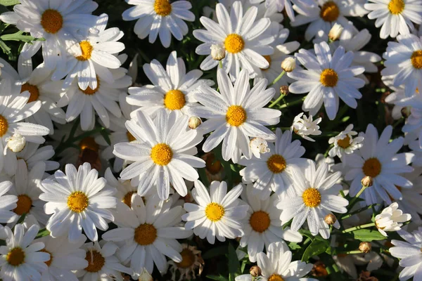 Une Photo Aérienne Camomilles Sous Soleil Éclatant — Photo