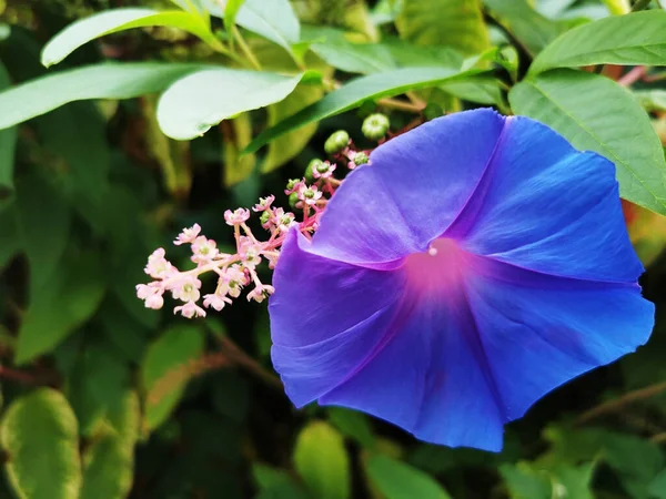 Gün Boyunca Bir Bahçede Mor Bir Çiçeğin Yakın Plan Çekimi — Stok fotoğraf