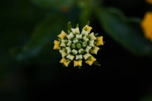 ภาพระยะใกล ของดอกไม บนพ นหล ดเจน — ภาพถ่ายสต็อก